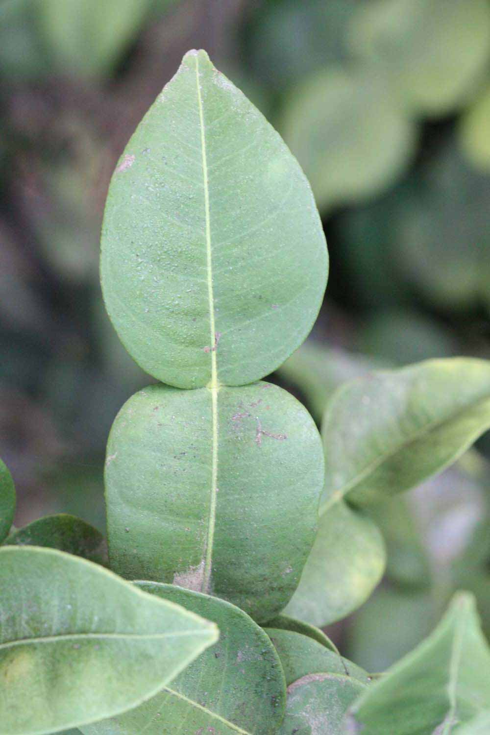              Unifoliolate leaf (Riverside, CA)       